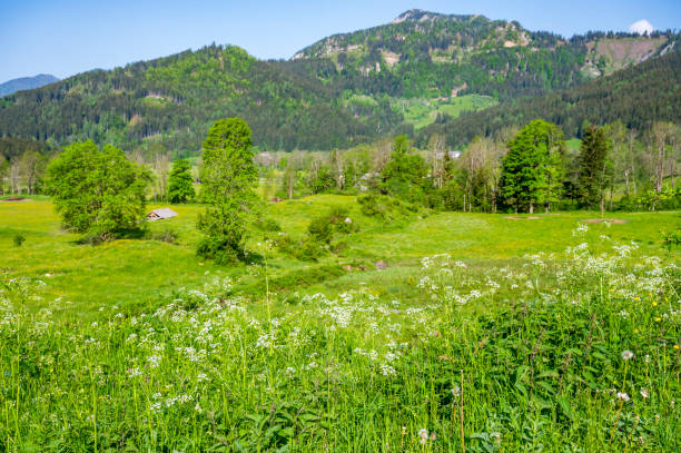 Morning in the mountains. Bright light over montane grasslands in Oberallgäu