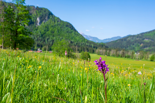 Broad-leaved marsh orchid (Dactylorhiza majalis) flower in a meadow in the Zgornje Jezersko valley in Slovenia during a beautiful springtime day with the mountain range around the Grintovec mountain peak in the Kamnik–Savinja Alps in the background.
