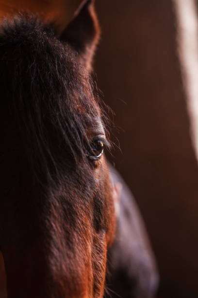 Horse friendship with human.