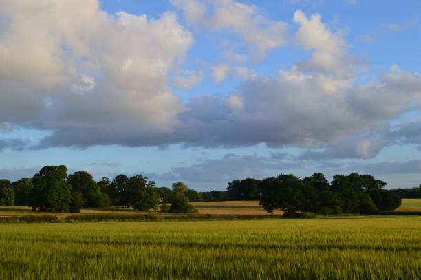 istock UK Agriculture Arable Field Farming Crops 2134998426