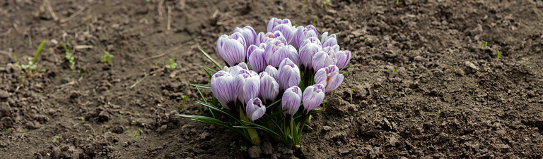 Purple Crocus Flowers in Spring. High quality photo.