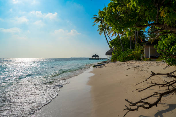 istock Beautiful sandy beach near a dense tropical forest. 2135002227