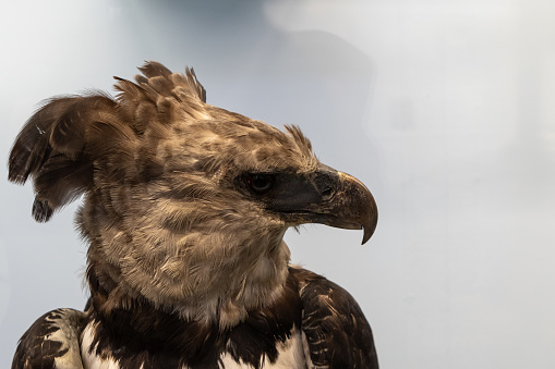 profile view of a martial eagle, highlighting its sharp beak and keen eye against a soft background