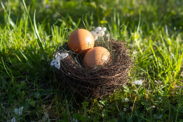 istock Easter eggs in a nest of twigs with grass 2135009653