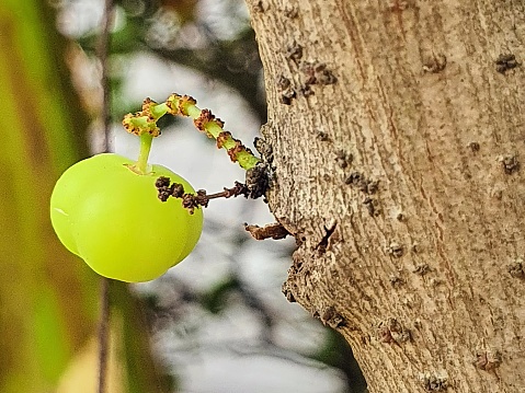 a photography of a green apple with a tiny cater crawling out of it.