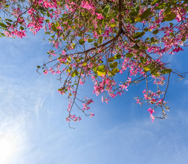 Low-angle view of a Thai sakura tree blossoming in Thailand.