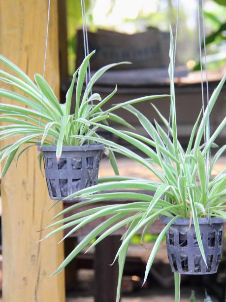 istock a photography of two hanging planters with plants in them. 2135032546