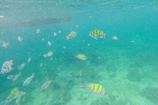 Yellow fish swimming in the Andaman sea in Thailand.