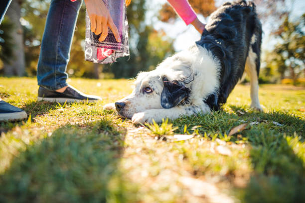 dog trainer at the park