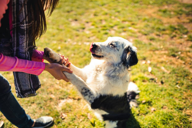 istock dog trainer at the park 2135047237