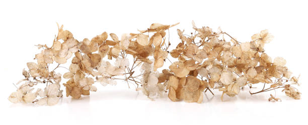istock Dried flower Hydrangea isolated on white background. 2135049479
