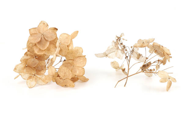 istock Dried flower Hydrangea isolated on white background. 2135050066