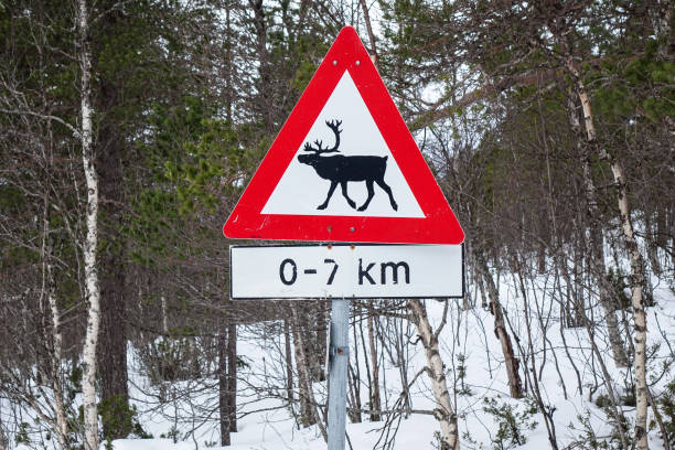Moose (elk) warning sign in Northern Norway in winter