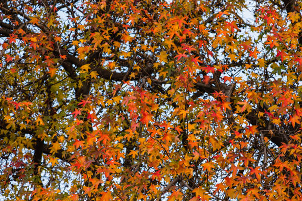 Autumn leaves in Milan, Italy
