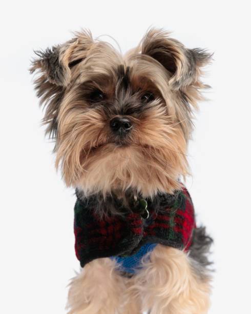 istock beautiful yorkshire terrier doggy with checkered jacket looking forward 2135054588