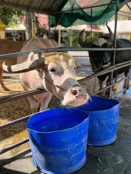 a photography of a cow sticking its tongue out of a blue bucket.