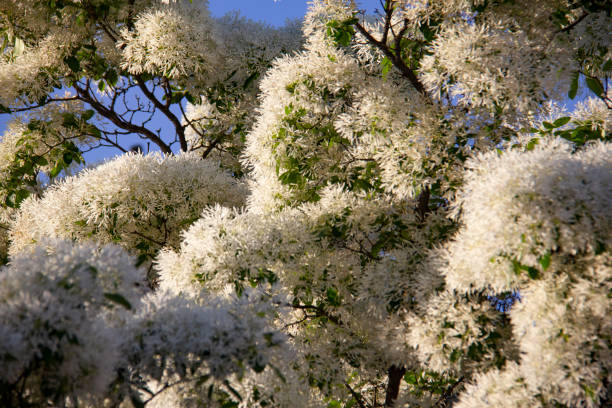 istock Chionanthus retusus - Chinese Fringetree 2135062965