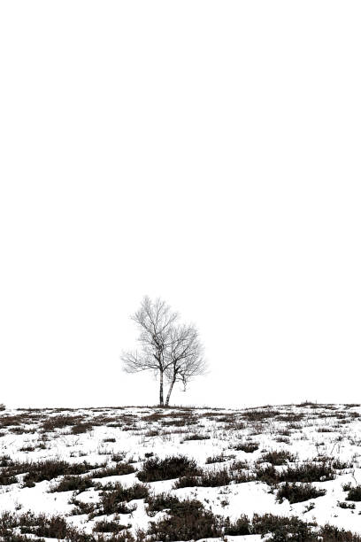 istock Grass and bushes with a distant tree on a snowy hill 2135066200