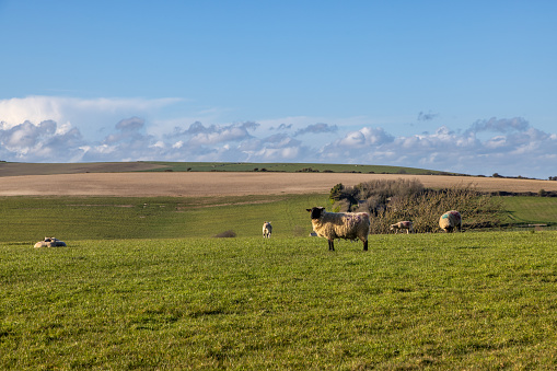 A rural South Downs landscape with sheep and lambs in a field beneath a blue sky