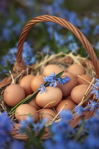 Photo of a basket with chicken eggs in spring flowers.