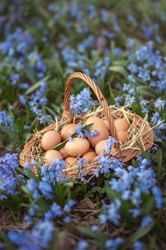 Photo of a basket with chicken eggs in spring flowers.