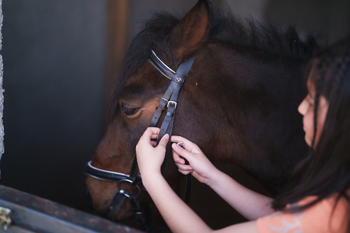 Horse friendship with human.