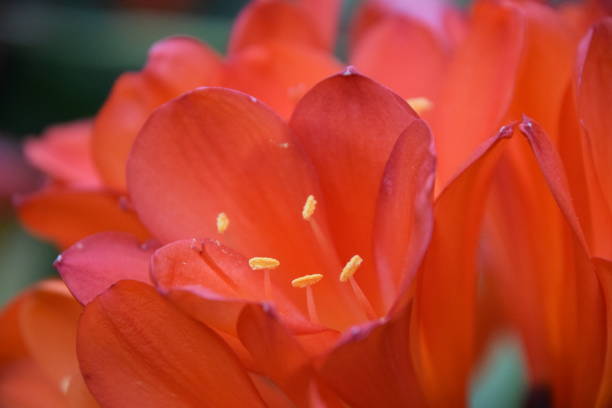 bush lily - kaffir lily 뉴스 사진 이미지