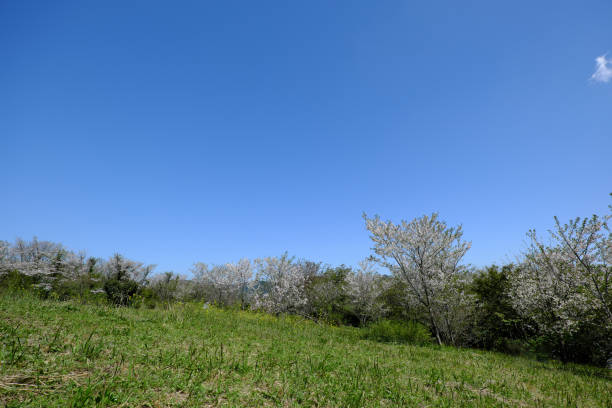 View of the mountaintop with cherry blossoms blooming