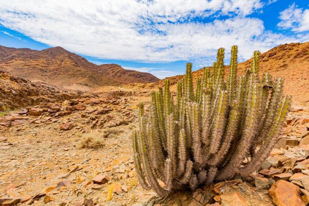 Cactus type succulent in the Richtersveld National Park, arid area of South Africa
