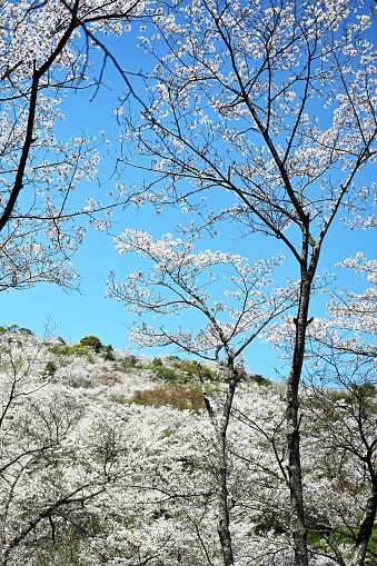 Hanadate Park where cherry blossoms are in full bloom