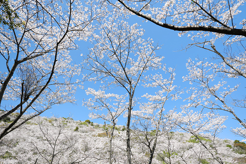 Beautiful Hanadate Park where Yoshino cherry trees bloom