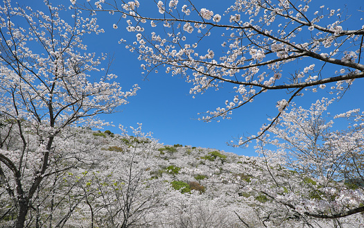 blooming sakura flowers and blue sky.