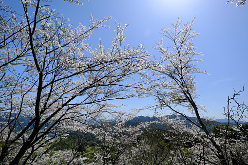 Hanadate Park in Miyazaki where beautiful cherry blossoms bloom