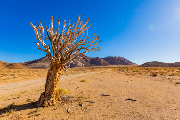 istock Ancient Quiver Tree succulents in the Richtersveld National Park 2135113540