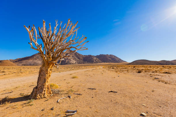 istock Ancient Quiver Tree succulents in the Richtersveld National Park 2135113560