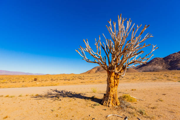istock Ancient Quiver Tree succulents in the Richtersveld National Park 2135114069