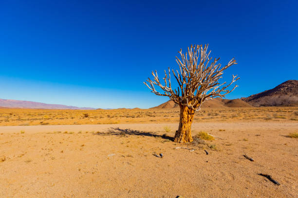 istock Ancient Quiver Tree succulents in the Richtersveld National Park 2135114594