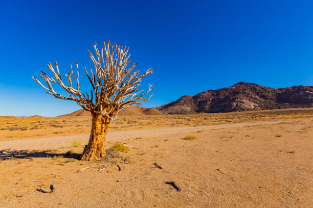 istock Ancient Quiver Tree succulents in the Richtersveld National Park 2135114601