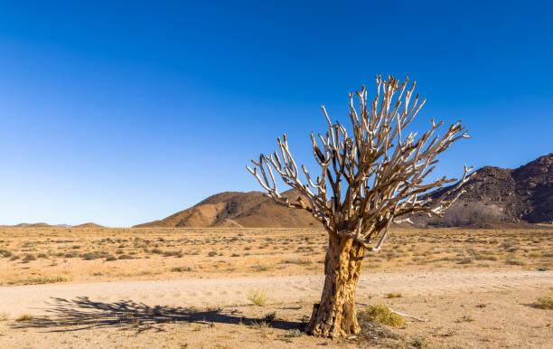 istock Ancient Quiver Tree succulents in the Richtersveld National Park 2135114625