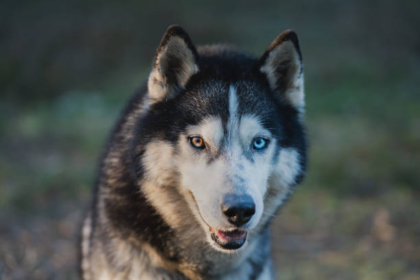 istock Beautiful siberian husky dog with multi colored eyes in the forest. 2135128854