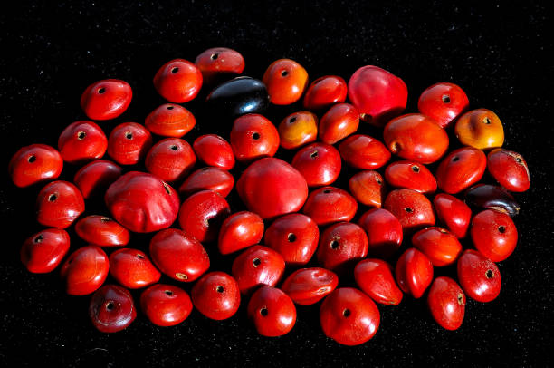 Colored Round Seeds Ready to make Handmade Jewelry