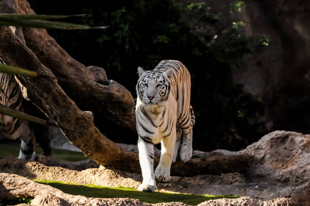 black and white striped tiger - tiger animal endangered species human face стоковые фото и изображения