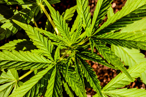 Close-up of female marijuana plant in full bloom. Strong DOF, with main focus on bud at center. High dynamic range photo. 