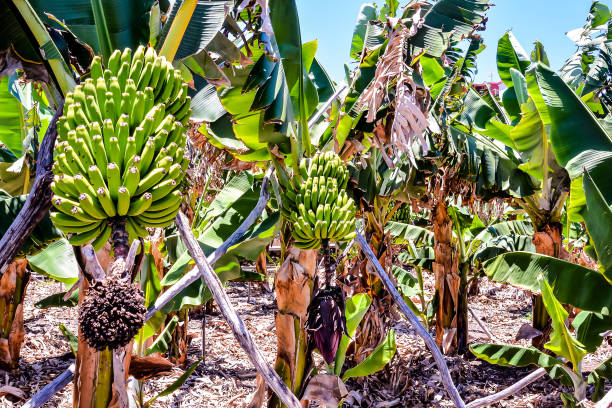 Visit to a banana plantation.