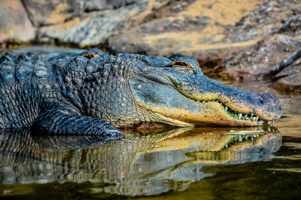 istock Amphibian Prehistoric Crocodile 2135134314