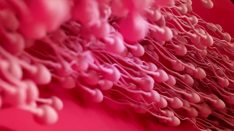 Pathway of Sperm, The journey of sperm, from their creation spermatogenesis to ejaculation. Seminiferous tubules, Epididymis, Vas deferents,  Ejaculatory duct, Prostate, Urethra, Urinary meatus.