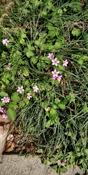 Oxalis latifolia is a species of flowering plant in the woodsorrel family known by the common names garden pink-sorrel and broadleaf woodsorrel. Perennial herb growing of small bulbs. There is no stem.