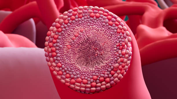 istock Pathway of Sperm, The journey of sperm, from their creation spermatogenesis to ejaculation. Seminiferous tubules, Epididymis, Vas deferents,  Ejaculatory duct, Prostate, Urethra, Urinary meatus. 2135141797