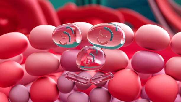 istock Pathway of Sperm, The journey of sperm, from their creation spermatogenesis to ejaculation. Seminiferous tubules, Epididymis, Vas deferents,  Ejaculatory duct, Prostate, Urethra, Urinary meatus. 2135141804