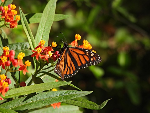 Monarch Butterfly with spread wings